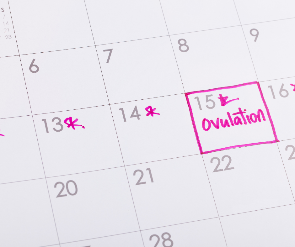 An ovulation calendar to represent someone trying to concieve